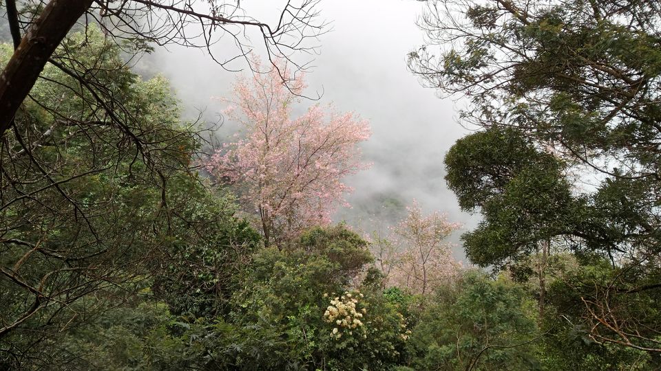 Photo of Vattakanal - The land above the clouds 2/2 by Karishma Mayur
