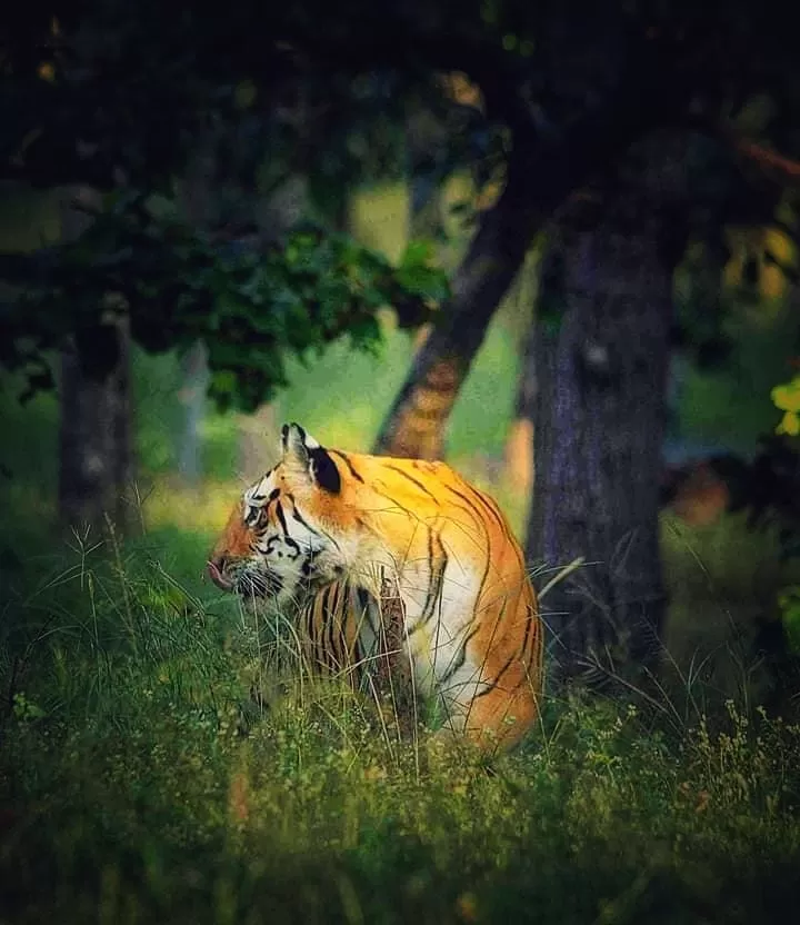 Photo of Pench National Park, Nagpur, Maharashtra, India by Sheetal Vibhuti escapingsoul.in