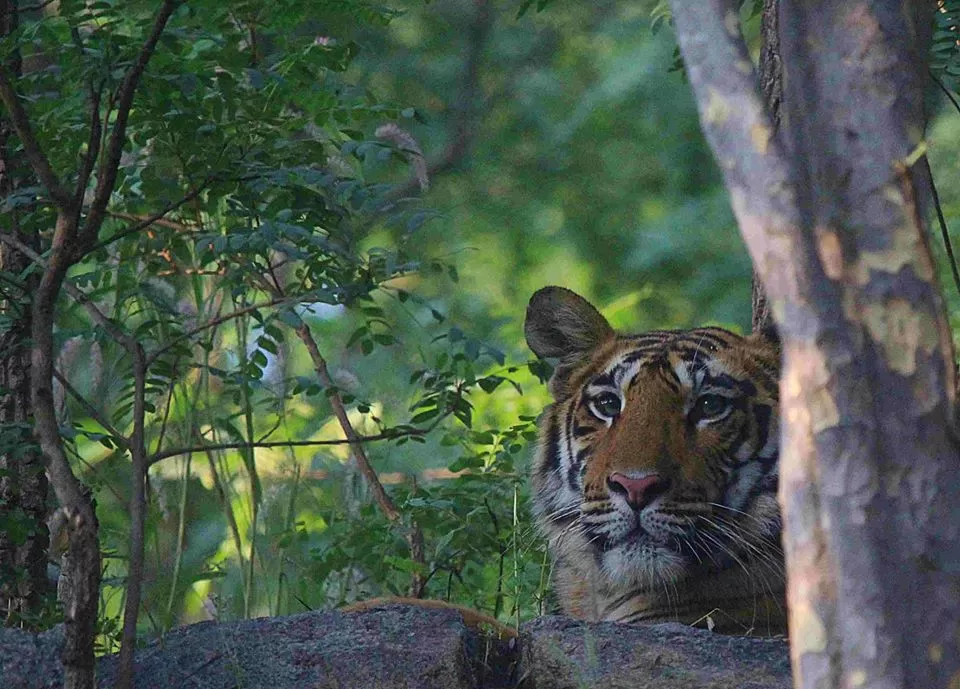 Photo of Pench National Park, Nagpur, Maharashtra, India by Sheetal Vibhuti escapingsoul.in