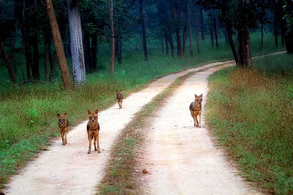 Photo of Pench National Park, Nagpur, Maharashtra, India by Sheetal Vibhuti escapingsoul.in