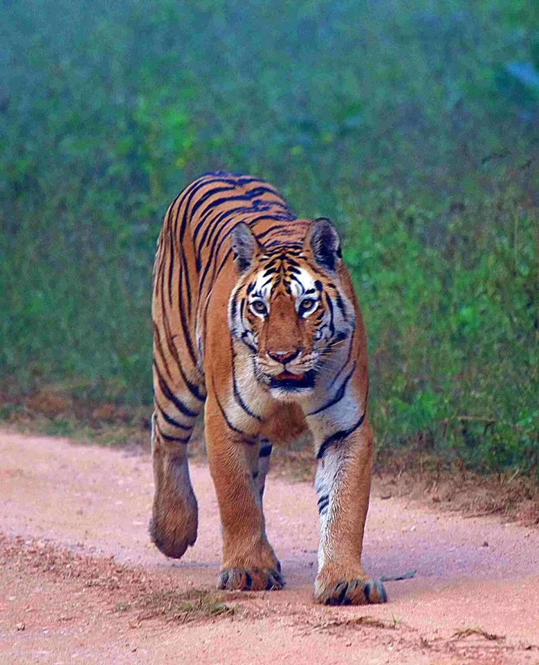 Photo of Pench National Park, Nagpur, Maharashtra, India by Sheetal Vibhuti escapingsoul.in