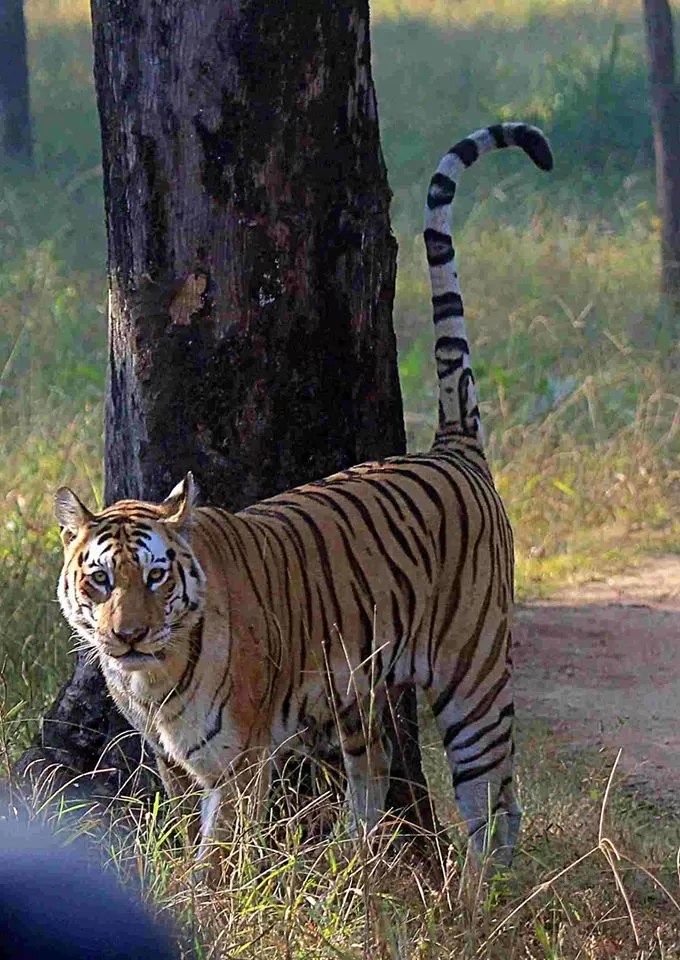 Photo of Pench National Park, Nagpur, Maharashtra, India by Sheetal Vibhuti escapingsoul.in