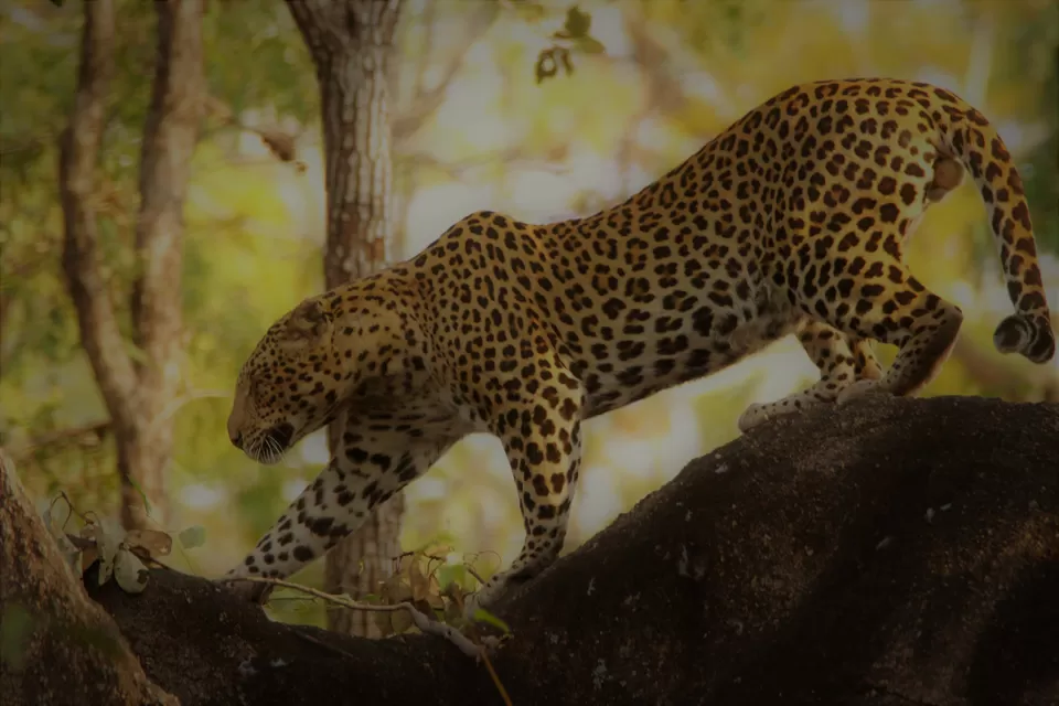 Photo of Pench National Park, Nagpur, Maharashtra, India by Sheetal Vibhuti escapingsoul.in