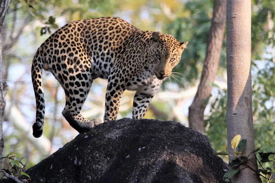 Photo of Pench National Park, Nagpur, Maharashtra, India by Sheetal Vibhuti escapingsoul.in