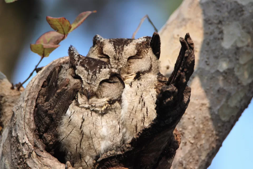 Photo of Pench National Park, Nagpur, Maharashtra, India by Sheetal Vibhuti escapingsoul.in
