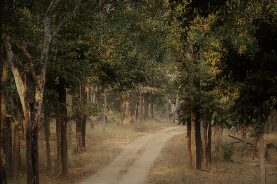 Photo of Pench National Park, Nagpur, Maharashtra, India by Sheetal Vibhuti escapingsoul.in