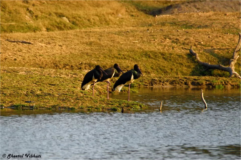 Photo of Pench National Park, Nagpur, Maharashtra, India by Sheetal Vibhuti escapingsoul.in