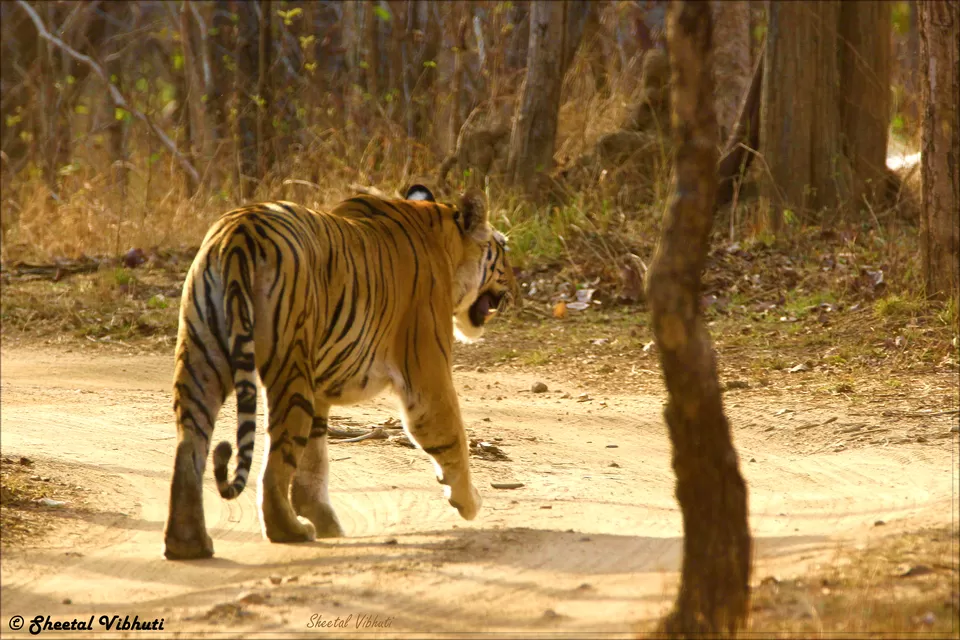 Photo of Pench National Park, Nagpur, Maharashtra, India by Sheetal Vibhuti escapingsoul.in