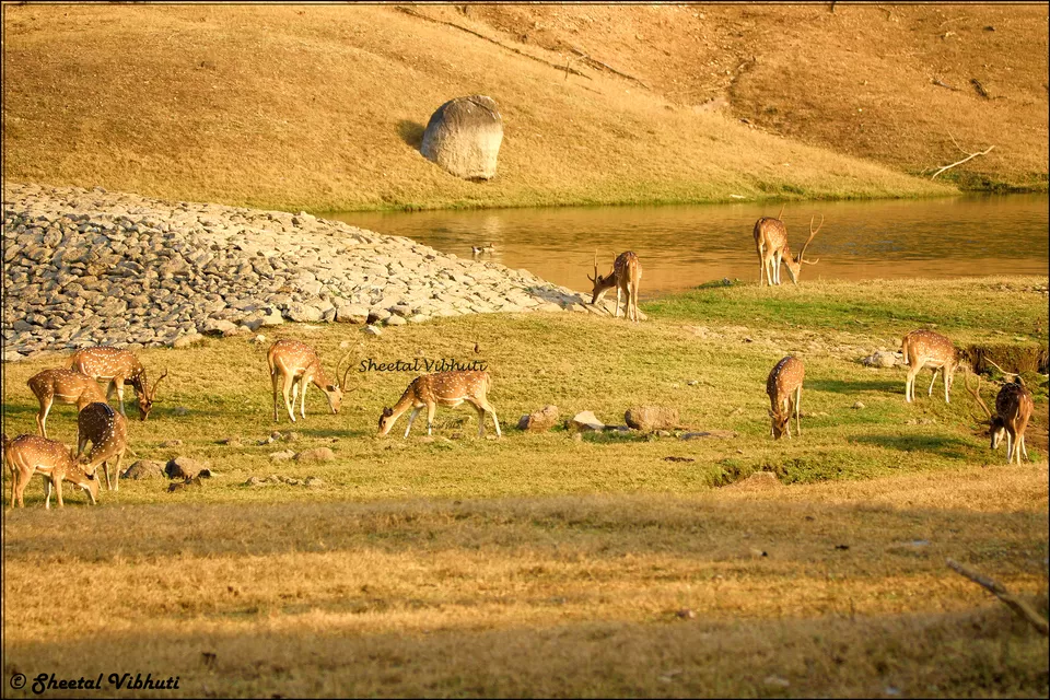 Photo of Pench National Park, Nagpur, Maharashtra, India by Sheetal Vibhuti escapingsoul.in
