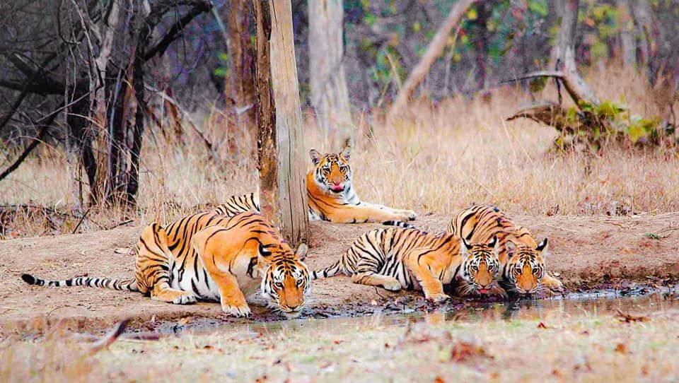 Photo of Take a Virtual tour to Mowgli's land -Pench National Park 2/30 by Sheetal Vibhuti escapingsoul.in
