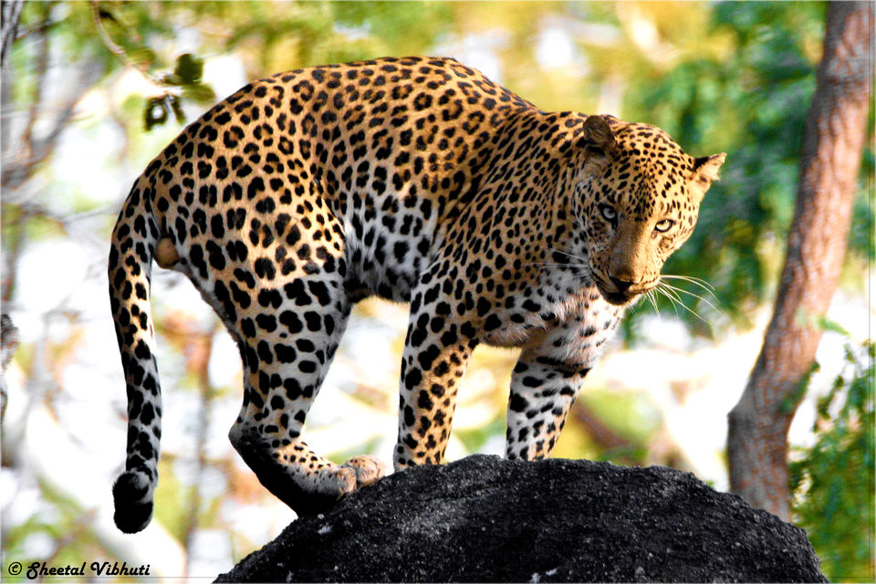 Photo of Take a Virtual tour to Mowgli's land -Pench National Park 3/30 by Sheetal Vibhuti escapingsoul.in