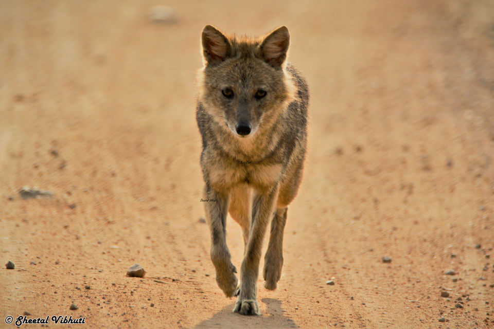 Photo of Take a Virtual tour to Mowgli's land -Pench National Park 5/30 by Sheetal Vibhuti escapingsoul.in
