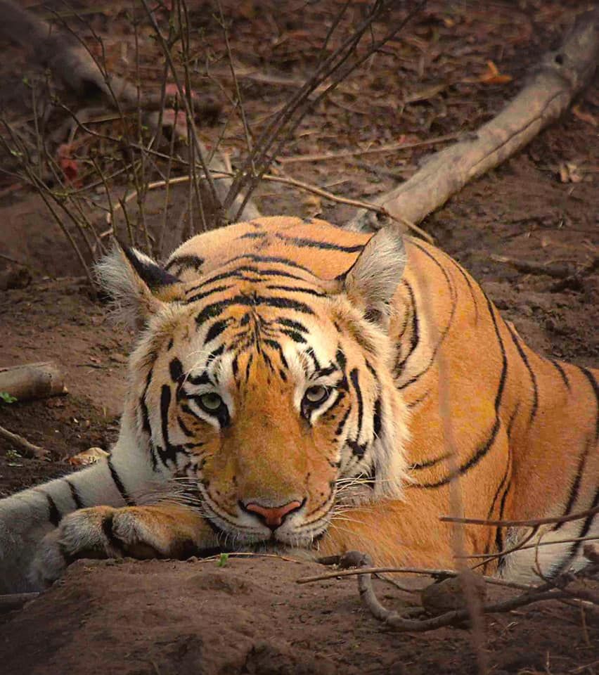 Photo of Take a Virtual tour to Mowgli's land -Pench National Park 1/30 by Sheetal Vibhuti escapingsoul.in