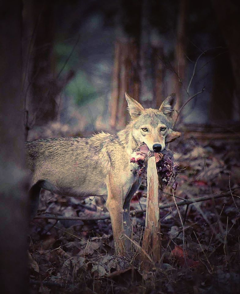 Photo of Take a Virtual tour to Mowgli's land -Pench National Park 7/30 by Sheetal Vibhuti escapingsoul.in
