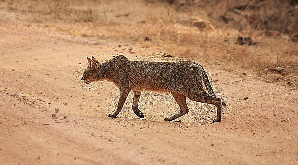 Photo of Take a Virtual tour to Mowgli's land -Pench National Park 9/30 by Sheetal Vibhuti escapingsoul.in