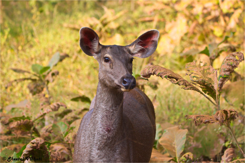 Photo of Take a Virtual tour to Mowgli's land -Pench National Park 12/30 by Sheetal Vibhuti escapingsoul.in