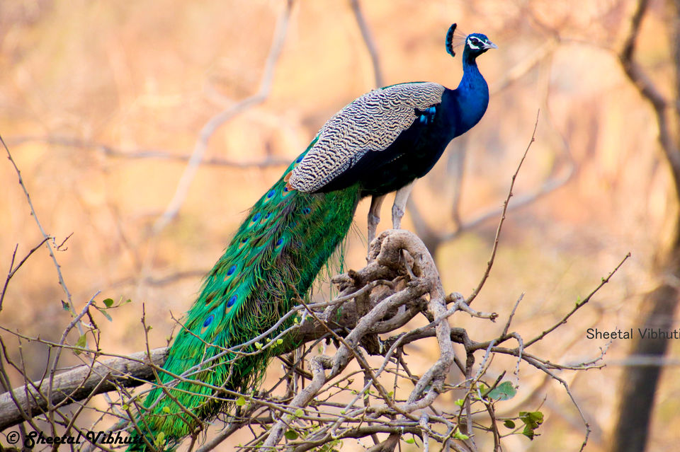 Photo of Take a Virtual tour to Mowgli's land -Pench National Park 13/30 by Sheetal Vibhuti escapingsoul.in