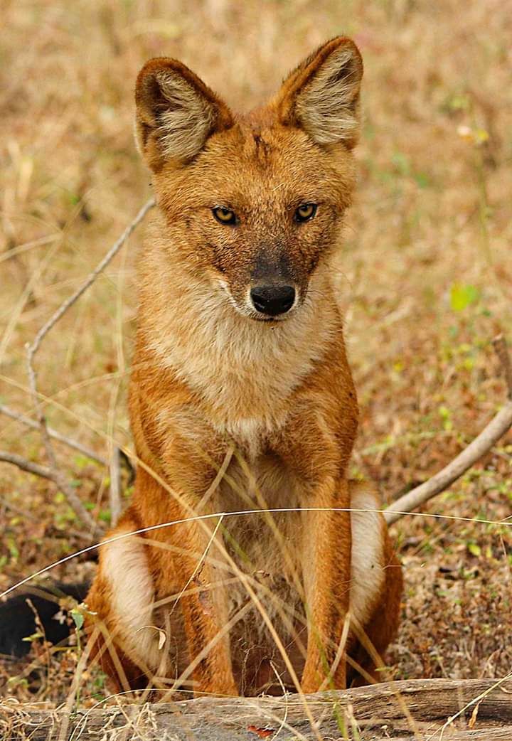 Photo of Take a Virtual tour to Mowgli's land -Pench National Park 8/30 by Sheetal Vibhuti escapingsoul.in
