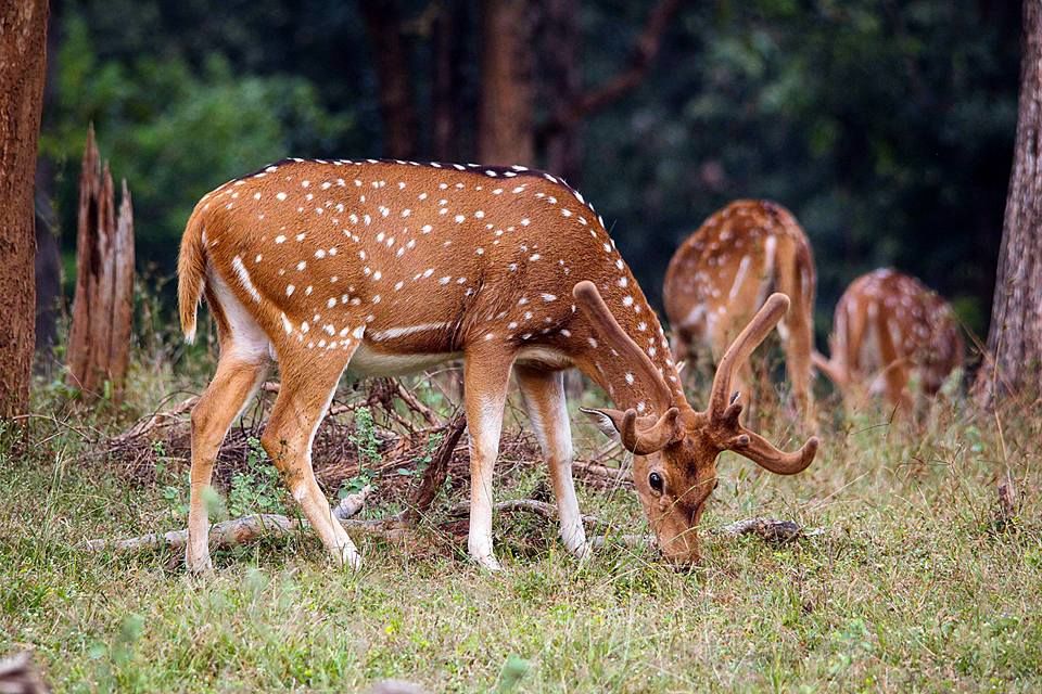 Photo of Take a Virtual tour to Mowgli's land -Pench National Park 11/30 by Sheetal Vibhuti escapingsoul.in