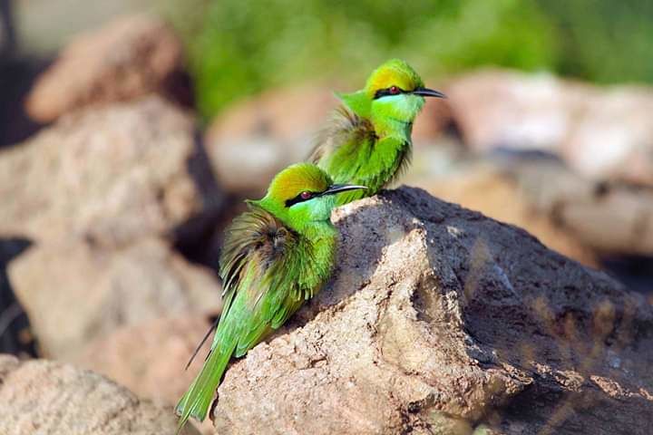 Photo of Take a Virtual tour to Mowgli's land -Pench National Park 15/30 by Sheetal Vibhuti escapingsoul.in