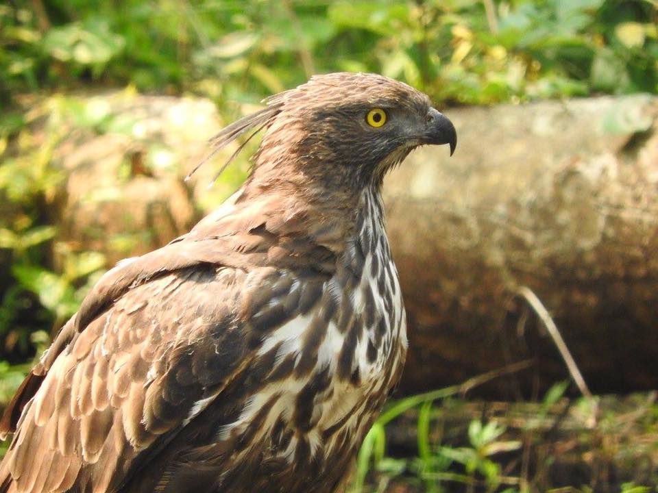 Photo of Take a Virtual tour to Mowgli's land -Pench National Park 16/30 by Sheetal Vibhuti escapingsoul.in
