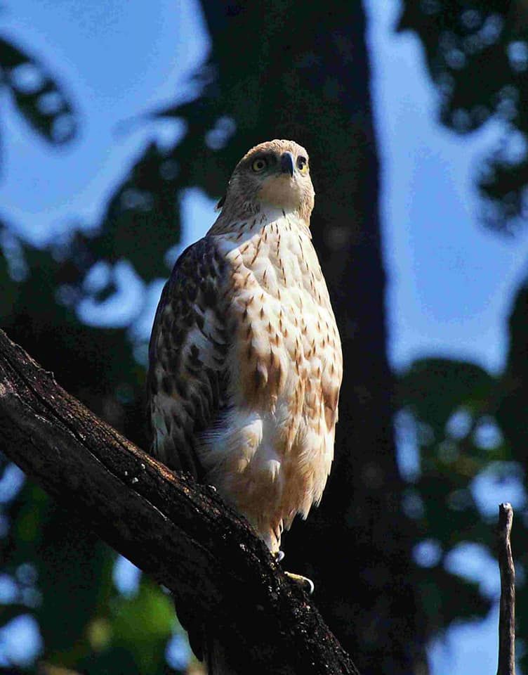 Photo of Take a Virtual tour to Mowgli's land -Pench National Park 17/30 by Sheetal Vibhuti escapingsoul.in