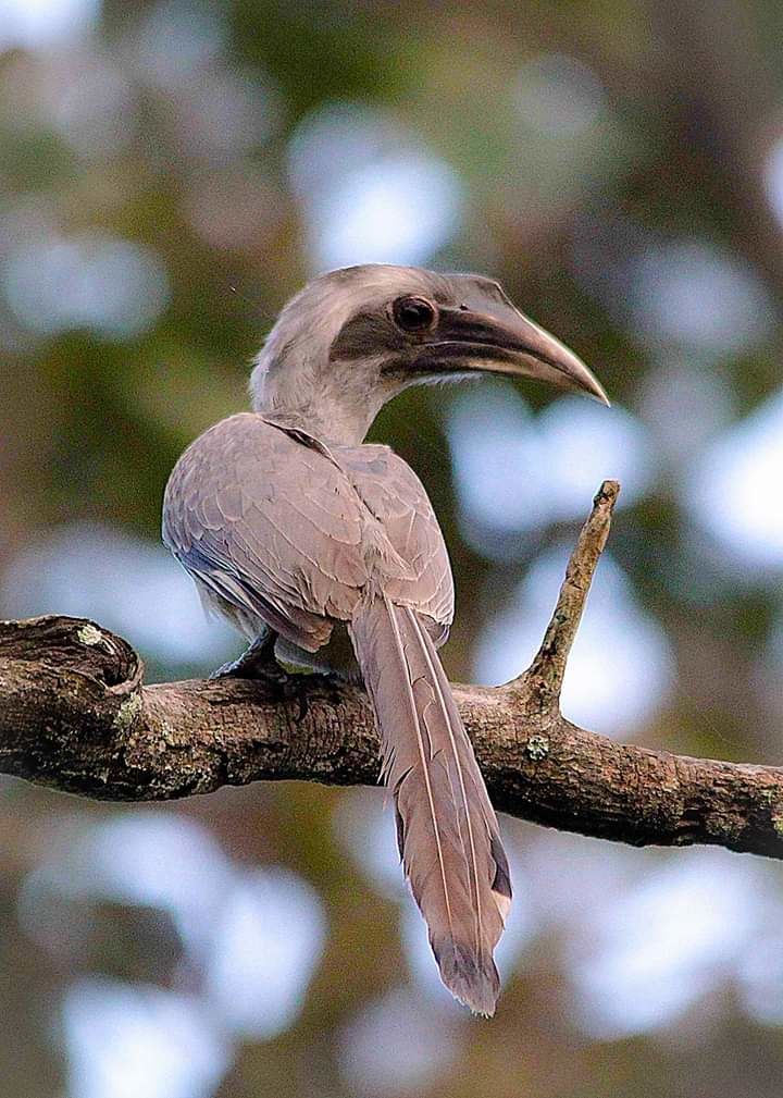 Photo of Take a Virtual tour to Mowgli's land -Pench National Park 18/30 by Sheetal Vibhuti escapingsoul.in