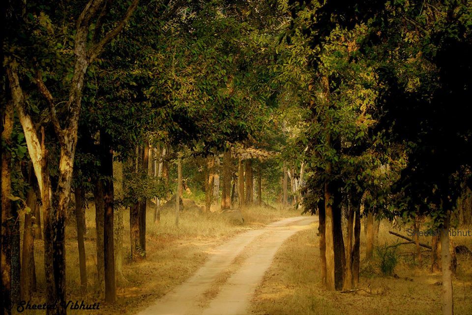 Photo of Take a Virtual tour to Mowgli's land -Pench National Park 25/30 by Sheetal Vibhuti escapingsoul.in