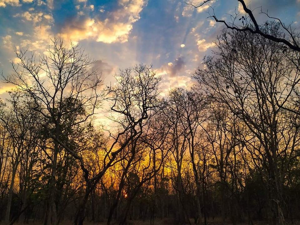 Photo of Take a Virtual tour to Mowgli's land -Pench National Park 27/30 by Sheetal Vibhuti escapingsoul.in