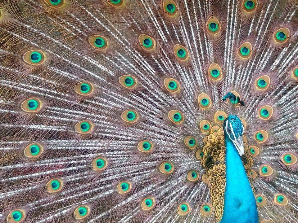 Photo of 13 must-visit wildlife sanctuaries of Maharashtra by Sheetal Vibhuti escapingsoul.in