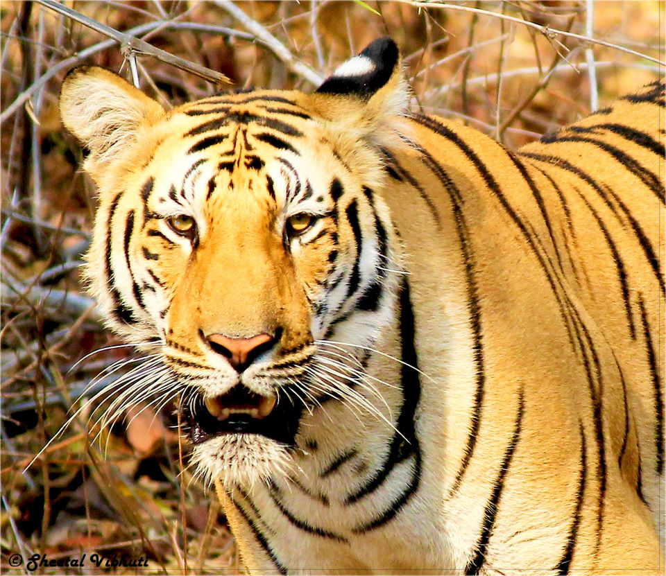 Photo of Nagzira Tiger-Reserve- Guest House, Gondia, Maharashtra, India by Sheetal Vibhuti escapingsoul.in