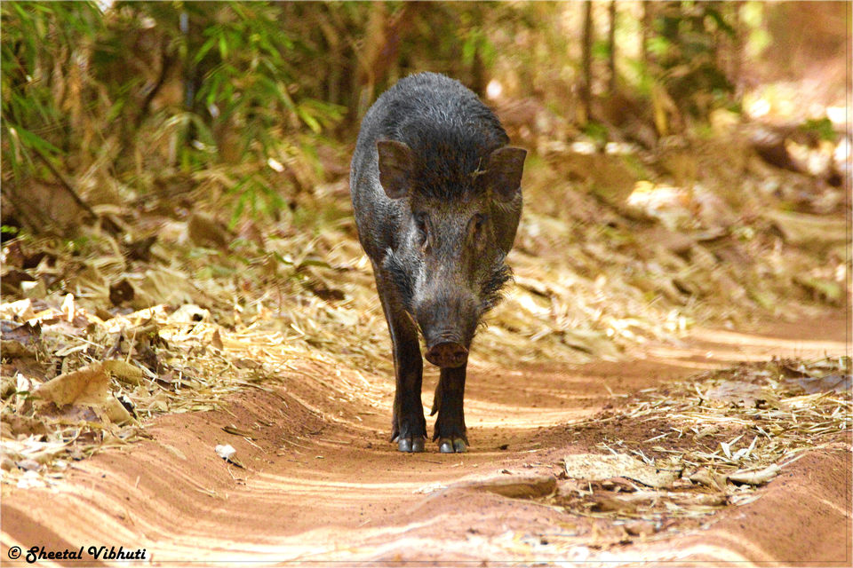 Photo of 13 must-visit wildlife sanctuaries of Maharashtra by Sheetal Vibhuti escapingsoul.in