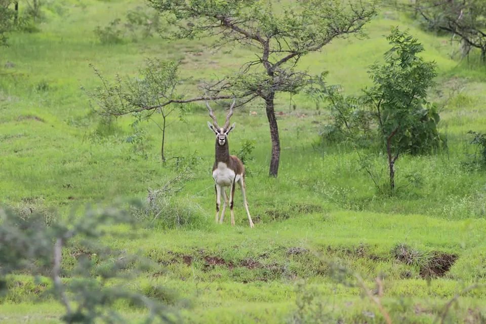 Photo of Rehekuri Blackbuck Sanctuary, Bargewadi, Maharashtra, India by Sheetal Vibhuti escapingsoul.in