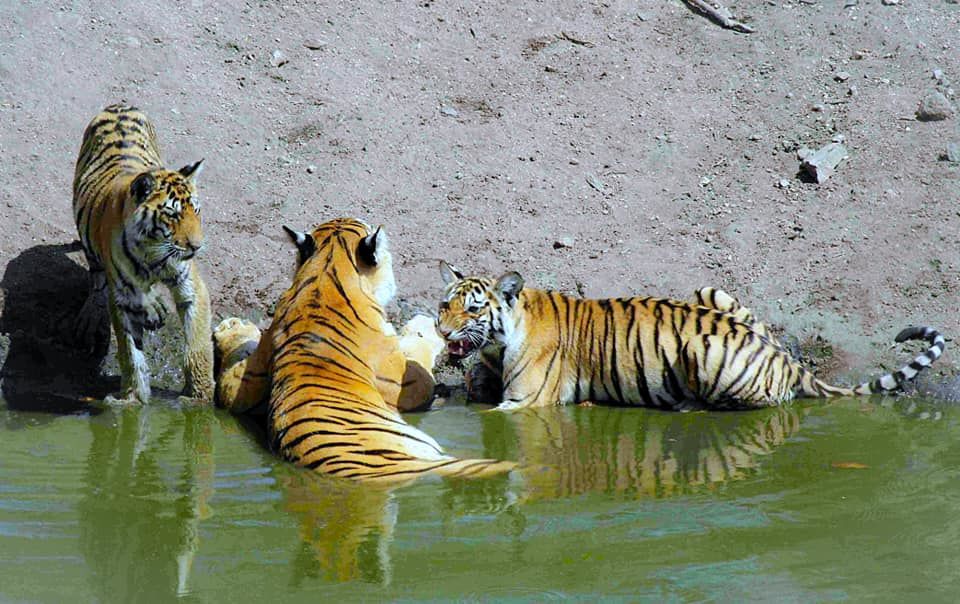 Photo of Tadoba Andhari Tiger Reserve, Kolara, Maharashtra, India by Sheetal Vibhuti escapingsoul.in