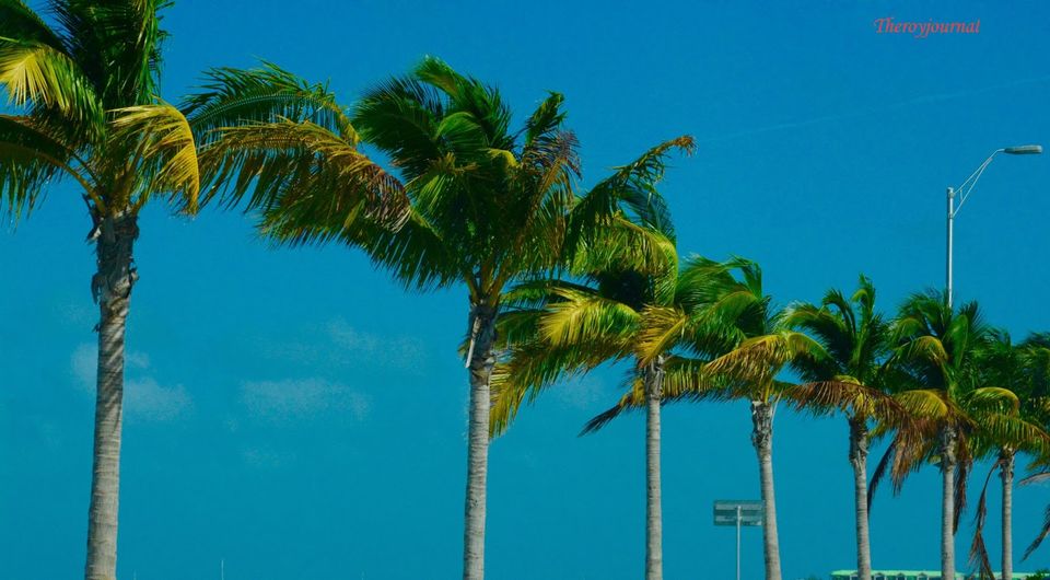 Photo of Trip to Florida !! 3/18 by Shweta Roy