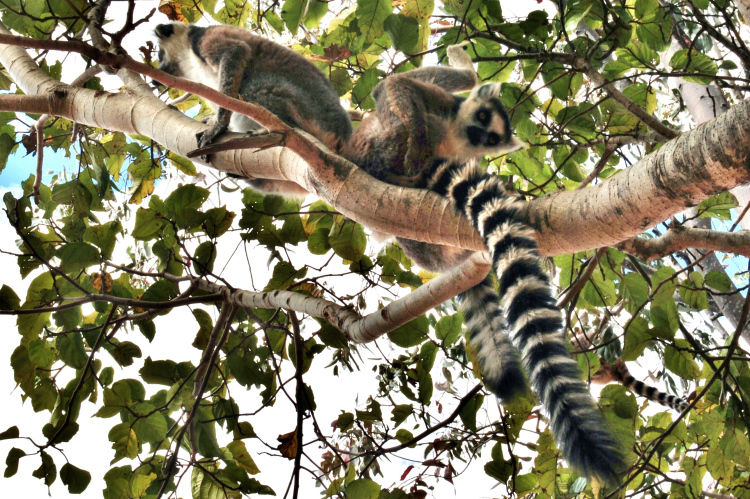 Photo of Andringitra National Park, Ambalavao, Fianarantsoa, Madagascar by Jessie Beck