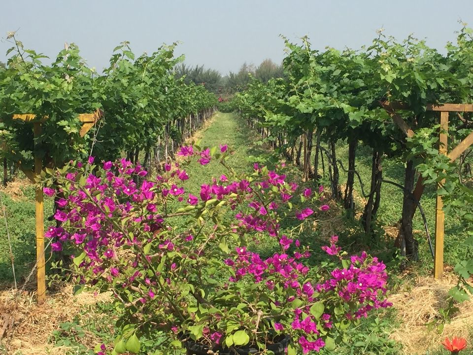 Photo of Sula Vineyards – Learning the Wine Culture 1/5 by Mansi Oza ( Eat Travel Fun)