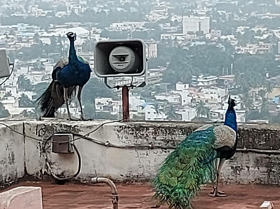 Photo of Palani murugan temple-Tamilnadu by Siri