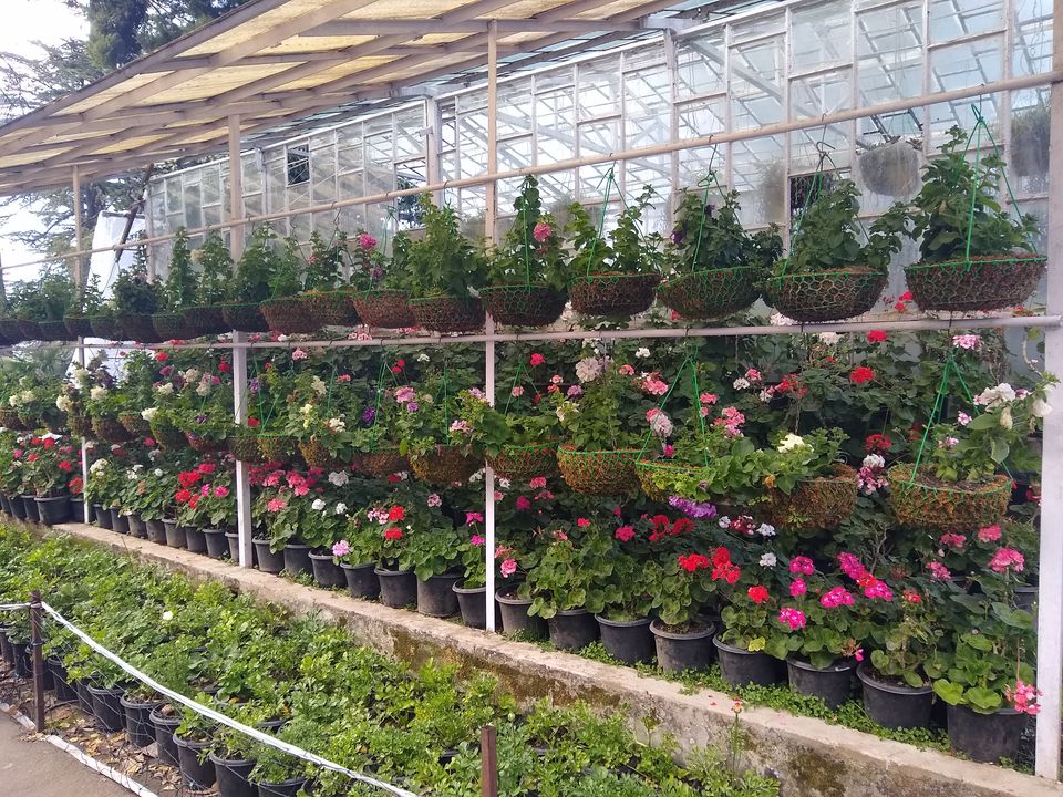 Photo of Company Garden, bazar Road, Landour, Mussoorie, Uttarakhand, India by Chayan Bhattacharya