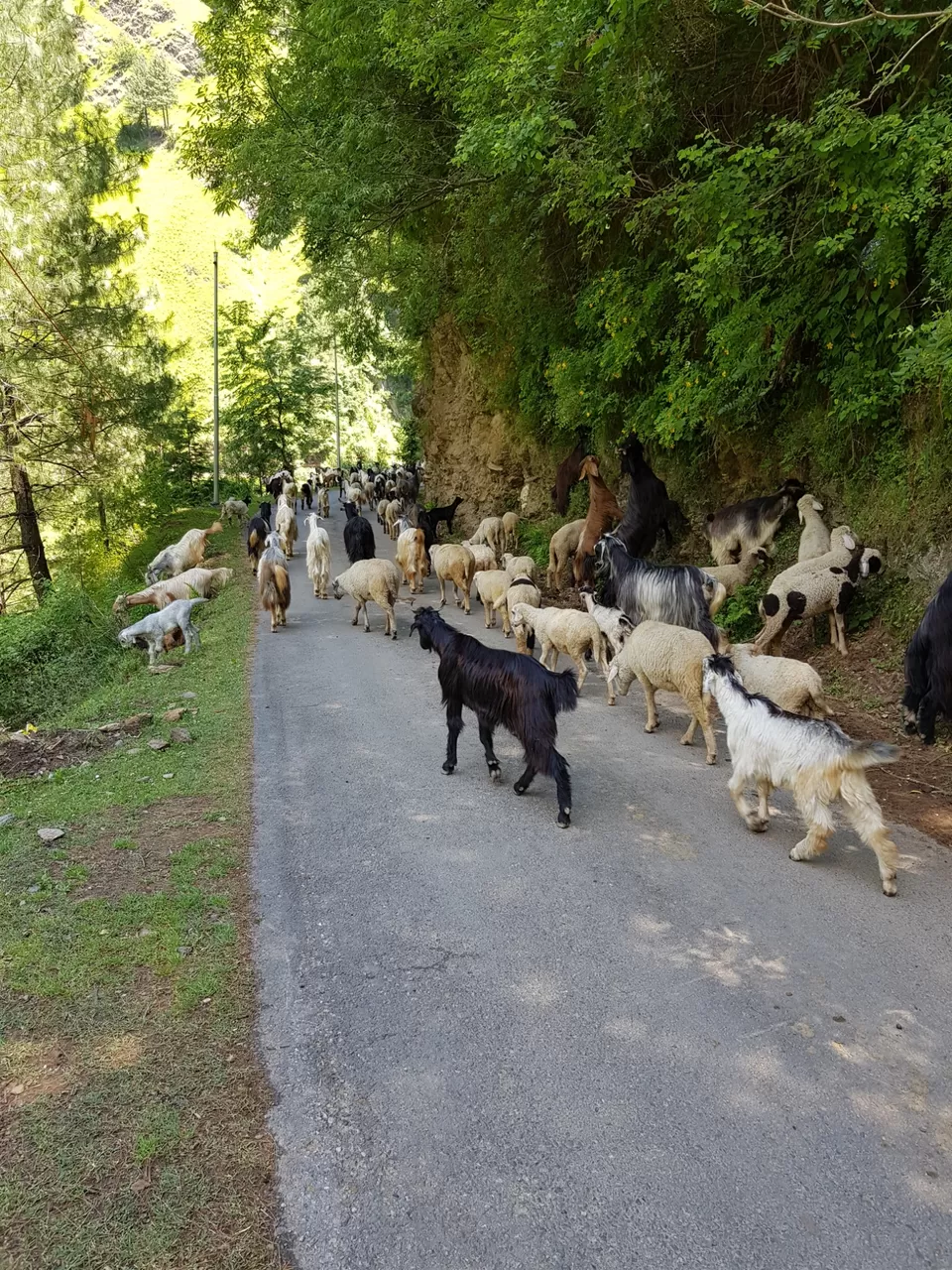 Photo of Chamba-Bhaderwah Road to Sarthal...the hidden beauty by Manpreet Singh Bunty