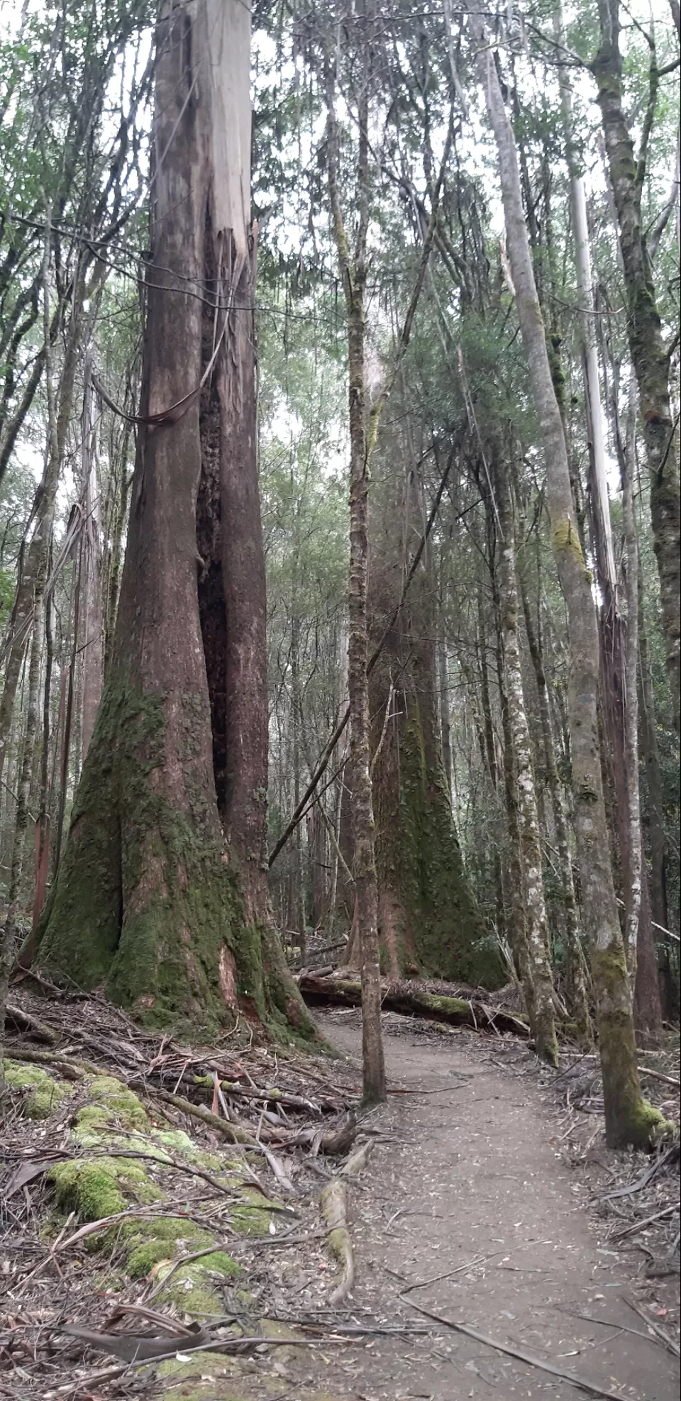 Photo of Untouched Tasmania by Prakruti Pandya
