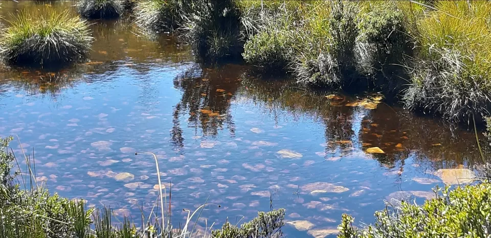 Photo of Untouched Tasmania by Prakruti Pandya