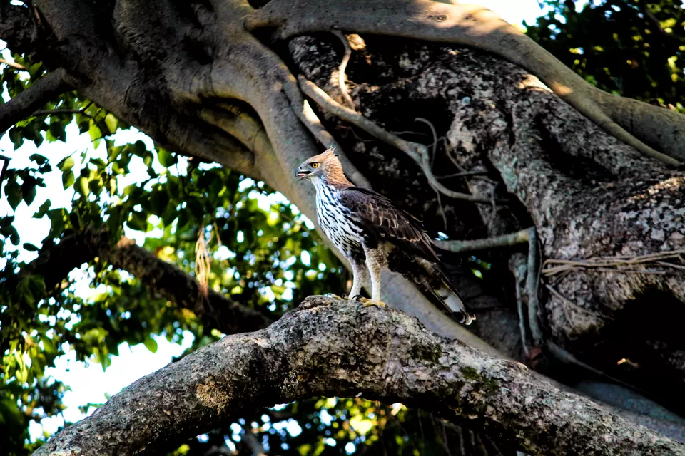 Photo of The Soul of #Corbett #BestNationalPark2019 by Adarshjit Das