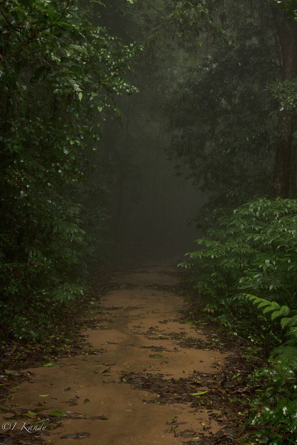 Photo of Hidden Gems: Experience The Feels Of Waterfalls and Rainforest in Agumbe 1/6 by Krisha Chakraborty