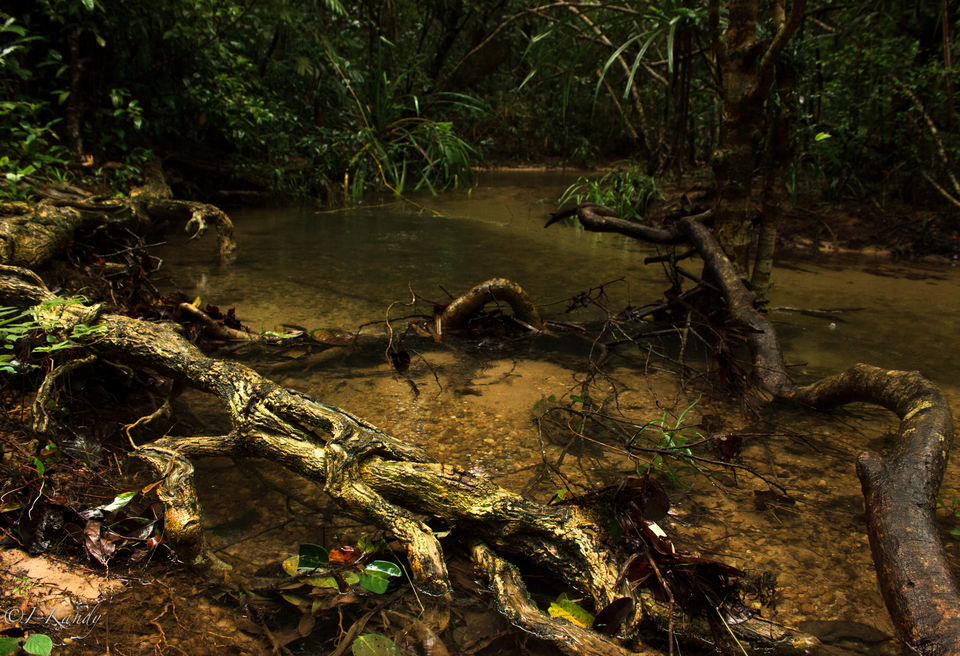 Photo of Hidden Gems: Experience The Feels Of Waterfalls and Rainforest in Agumbe 5/6 by Krisha Chakraborty