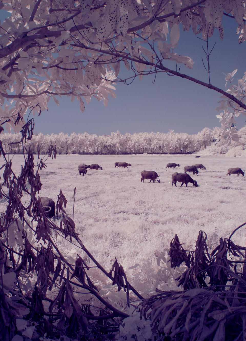 Photo of GOA - Through Photographer's Eye (Infrared Photography Series) by Nimit Nigam