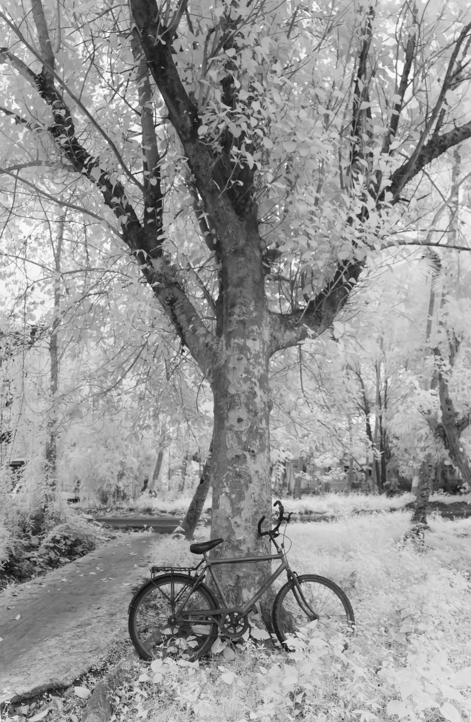 Photo of GOA - Through Photographer's Eye (Infrared Photography Series) by Nimit Nigam