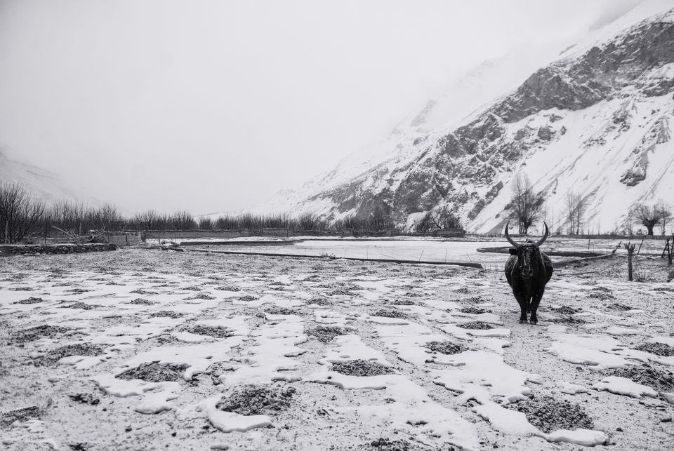 Photo of Tabo, Himachal Pradesh, India by Nimit Nigam