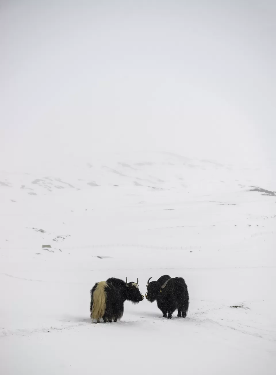 Photo of Langza, Himachal Pradesh, India by Nimit Nigam