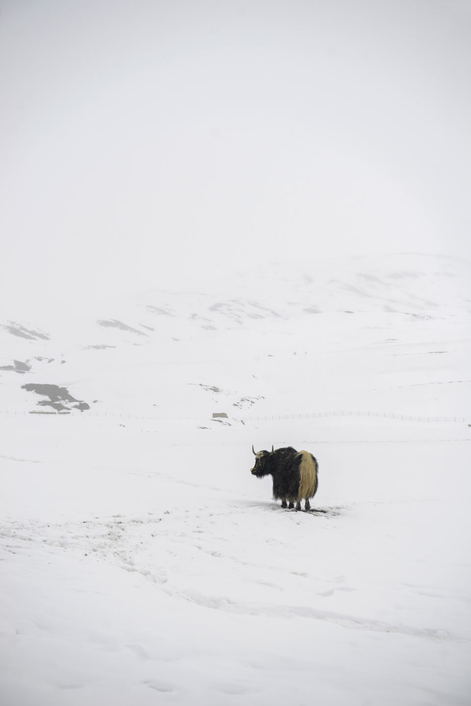 Photo of Langza, Himachal Pradesh, India by Nimit Nigam